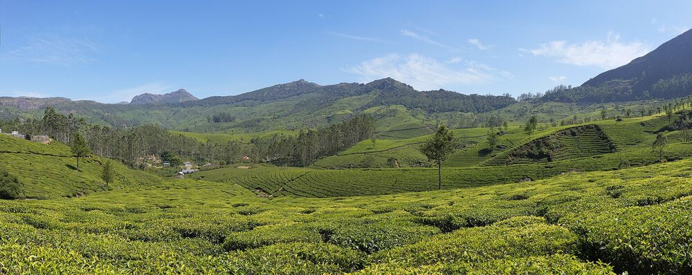 Tea estates of Munnar